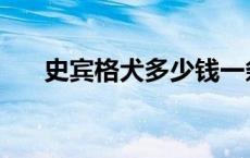 史宾格犬多少钱一条 史宾格犬多少钱 