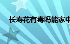 长寿花有毒吗能家中养吗 长寿花有毒吗 