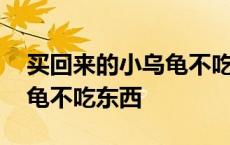 买回来的小乌龟不吃东西怎么办 新买的小乌龟不吃东西 