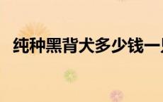 纯种黑背犬多少钱一只 黑背犬多少钱一只 