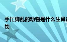 手忙脚乱的动物是什么生肖最佳答案是什么 手忙脚乱打一动物 