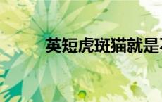 英短虎斑猫就是不纯吗 英短虎斑 