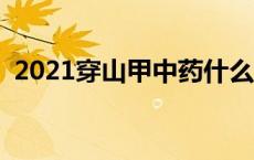 2021穿山甲中药什么价 中药被曝购穿山甲 