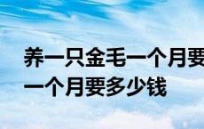 养一只金毛一个月要花费多少钱 养一只金毛一个月要多少钱 