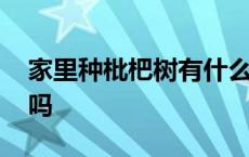 家里种枇杷树有什么说法 家里种枇杷树忌讳吗 