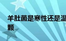 羊肚菌是寒性还是温性 羊肚菌煲汤一般放几颗 