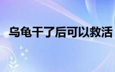 乌龟干了后可以救活 小乌龟死了怎样救活 