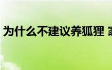 为什么不建议养狐狸 家里为什么不能养狐狸 