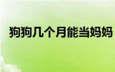 狗狗几个月能当妈妈 狗几个月可以给人日 