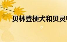 贝林登梗犬和贝灵顿梗区别 贝林登梗 