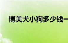 博美犬小狗多少钱一只 小狗多少钱一只 