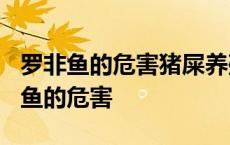 罗非鱼的危害猪屎养殖罗非鱼价值高吗? 罗非鱼的危害 