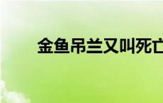 金鱼吊兰又叫死亡之花吗 金鱼吊兰 