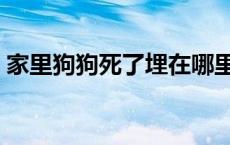 家里狗狗死了埋在哪里好 狗狗死了怎么安葬 