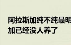 阿拉斯加纯不纯最明显已经没人养了 阿拉斯加已经没人养了 