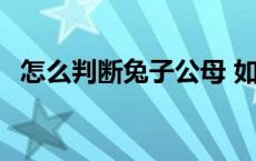 怎么判断兔子公母 如何判断兔子是否假死 