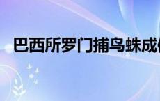 巴西所罗门捕鸟蛛成体 巴西所罗门捕鸟蛛 