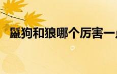 鬣狗和狼哪个厉害一点 鬣狗和狼哪个厉害 