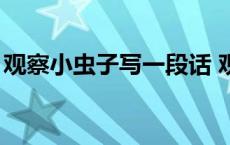 观察小虫子写一段话 观察小虫的小练笔50字 