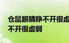 仓鼠眼睛睁不开很虚弱身体冰冷 仓鼠眼睛睁不开很虚弱 