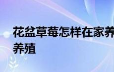 花盆草莓怎样在家养殖好 花盆草莓怎样在家养殖 