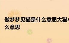 做梦梦见猫是什么意思大猫小猫都有六七个 做梦梦见猫是什么意思 