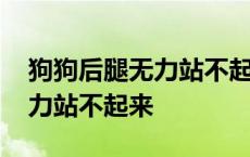 狗狗后腿无力站不起来怎么排便 狗狗后腿无力站不起来 