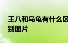 王八和乌龟有什么区别图片 王八和乌龟的区别图片 