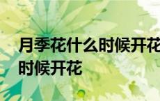 月季花什么时候开花的大概几点 月季花什么时候开花 