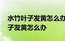 水竹叶子发黄怎么办?怎么养好水竹? 水竹叶子发黄怎么办 