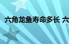 六角龙鱼寿命多长 六角龙鱼养15年的照片 