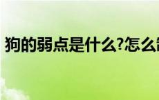 狗的弱点是什么?怎么制服? 狗的弱点是什么 