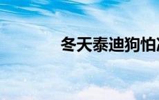 冬天泰迪狗怕冷吗 狗怕冷吗 