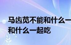 马齿苋不能和什么一起吃香哈菜 马齿苋不能和什么一起吃 