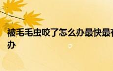 被毛毛虫咬了怎么办最快最有效止痒方法 被毛毛虫咬了怎么办 