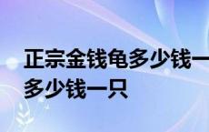 正宗金钱龟多少钱一只是南石吗 正宗金钱龟多少钱一只 