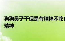 狗狗鼻子干但是有精神不吃食只喝水还吐 狗狗鼻子干但是有精神 