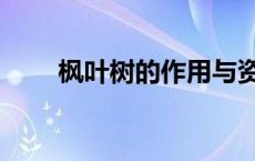 枫叶树的作用与资料 枫树叶的资料 