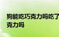 狗能吃巧克力吗吃了一点点会死吗 狗能吃巧克力吗 