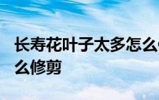 长寿花叶子太多怎么修剪? 长寿花叶子太多怎么修剪 