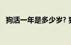 狗活一年是多少岁? 狗活一年相当于人活几年 