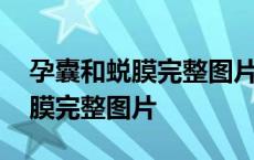 孕囊和蜕膜完整图片药流能见风吗 孕囊和蜕膜完整图片 