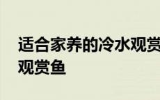 适合家养的冷水观赏鱼品种 适合家养的冷水观赏鱼 