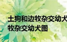 土狗和边牧杂交幼犬图毛发会长吗 土狗和边牧杂交幼犬图 