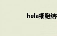 hela细胞结构 hela细胞 