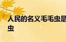 人民的名义毛毛虫是导演吗 人民的名义毛毛虫 