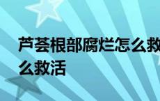 芦荟根部腐烂怎么救活图片 芦荟根部腐烂怎么救活 