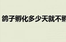 鸽子孵化多少天就不孵化了 鸽子孵化多少天 