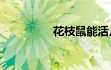 花枝鼠能活几年 花枝鼠 