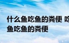 什么鱼吃鱼的粪便 吃鱼屎的鱼有哪几种 什么鱼吃鱼的粪便 